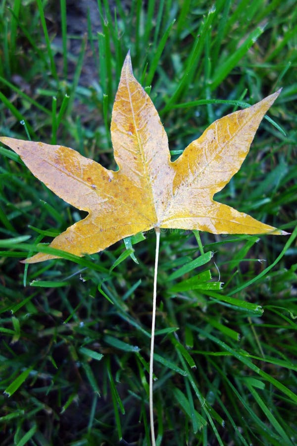 A Parasol tree leaf stock photos