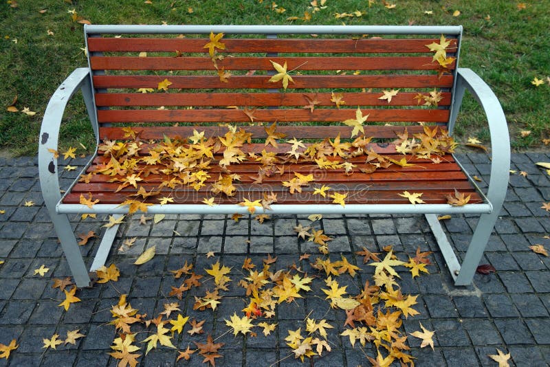 Parasol tree leaves with bench royalty free stock photos