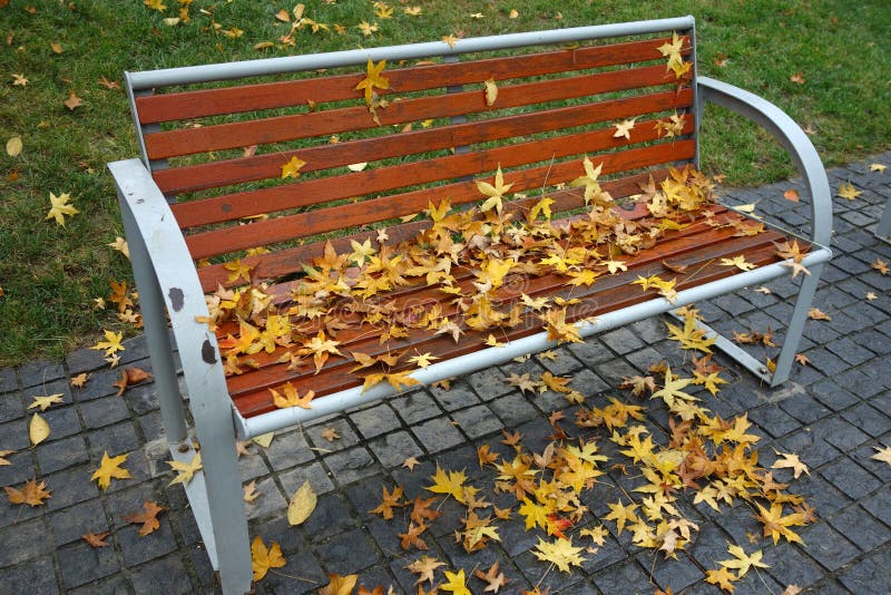 Parasol tree leaves with bench royalty free stock photography