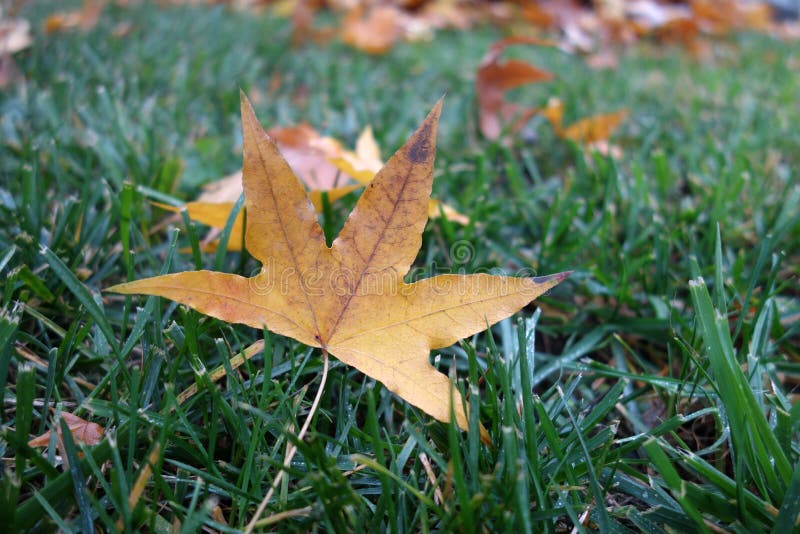 Parasol tree leaves stock photography