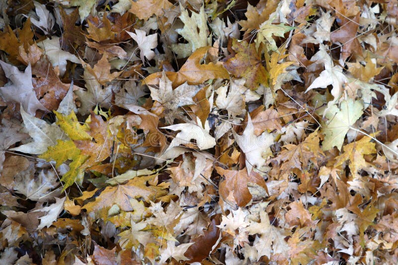 Parasol tree leaves royalty free stock image