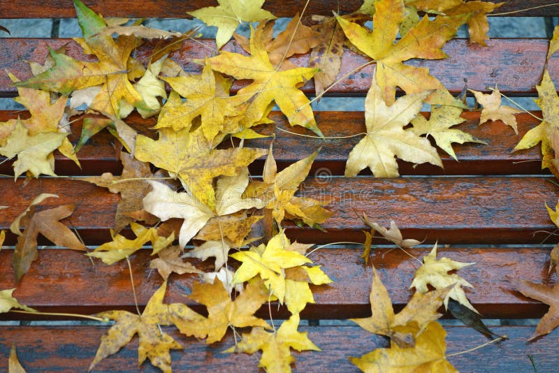 Parasol tree leaves stock photo