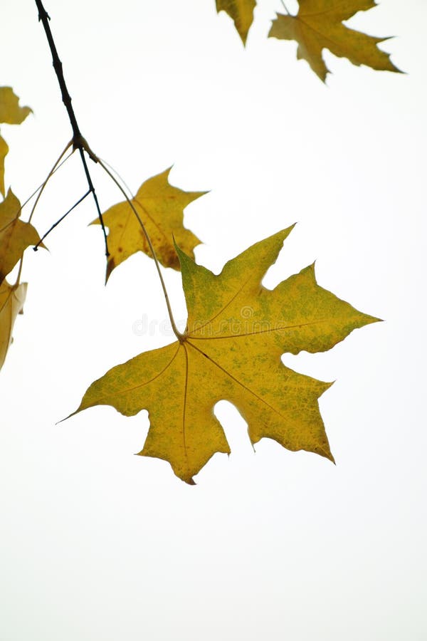 Parasol tree leaves royalty free stock photos