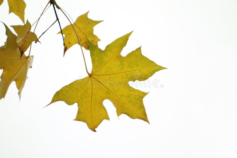 Parasol tree leaves stock photo