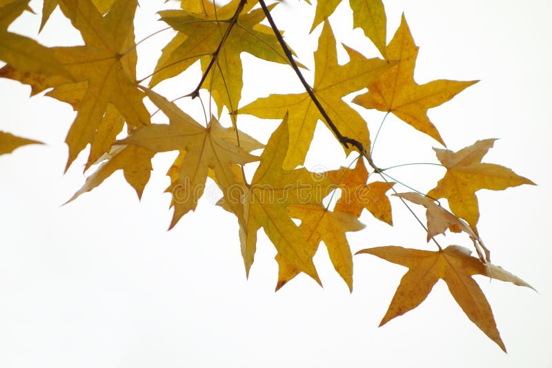 Parasol tree leaves stock photography