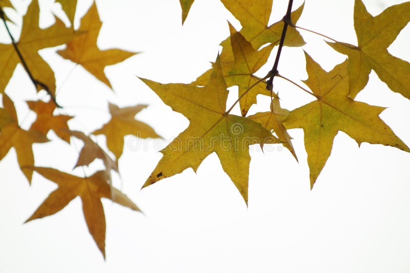 Parasol tree leaves stock photos