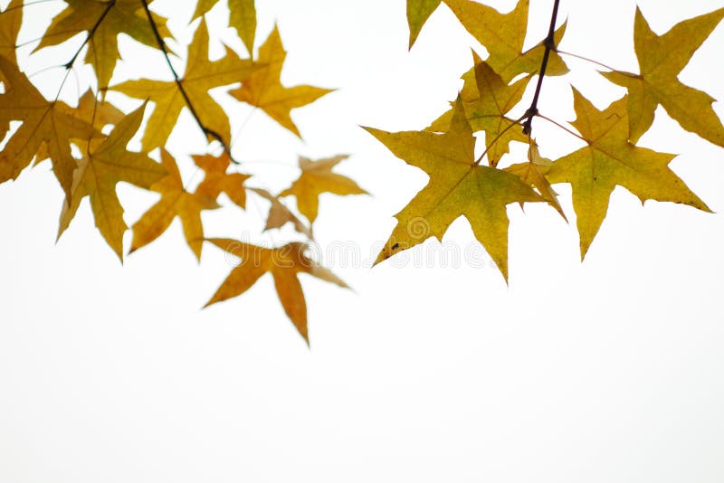 Parasol tree leaves royalty free stock image