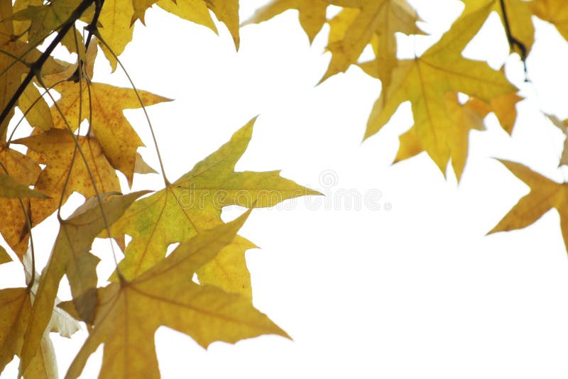 Parasol tree leaves royalty free stock photos