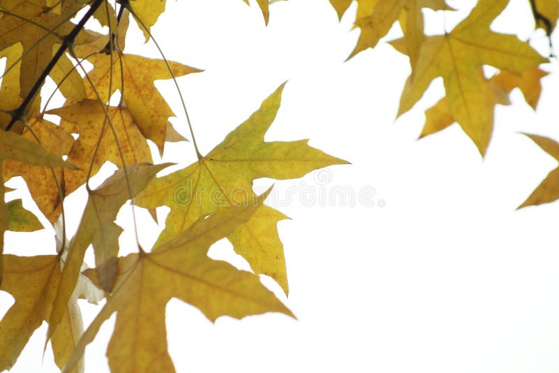 Parasol tree leaves royalty free stock image