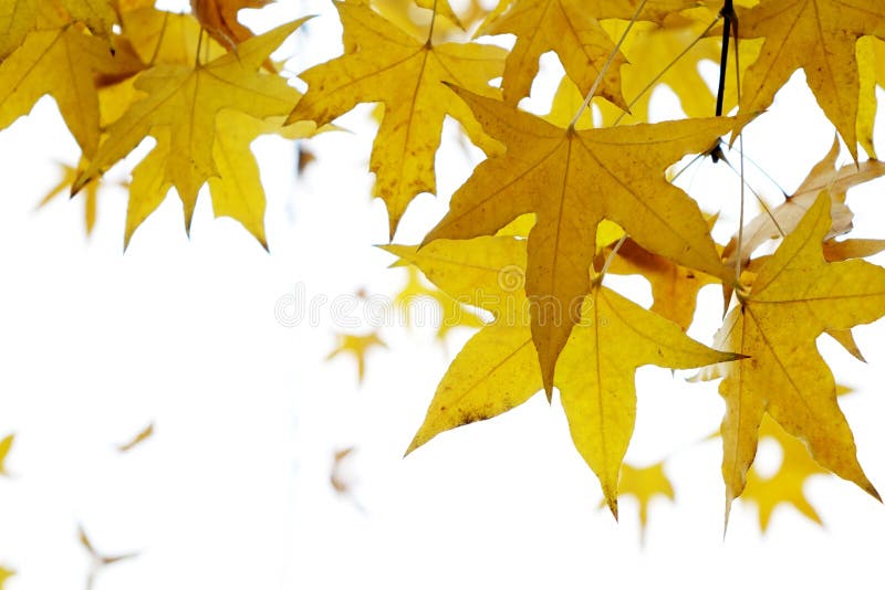 Parasol tree leaves stock image