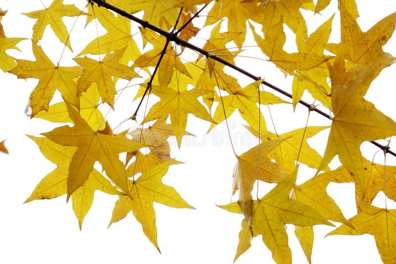 Parasol tree leaves stock photos