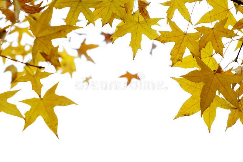 Parasol tree leaves stock image