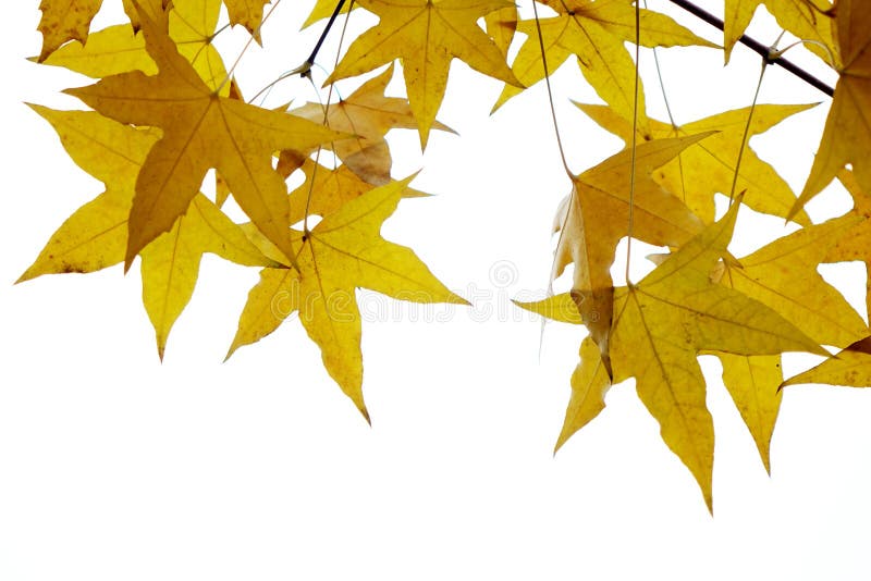 Parasol tree leaves royalty free stock images