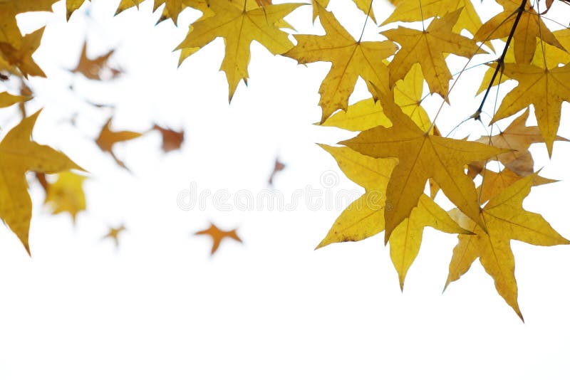 Parasol tree leaves stock photo