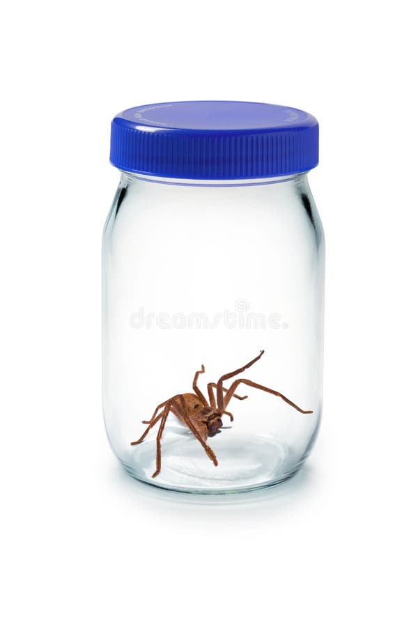 Parassita di vetro del vaso del ragno