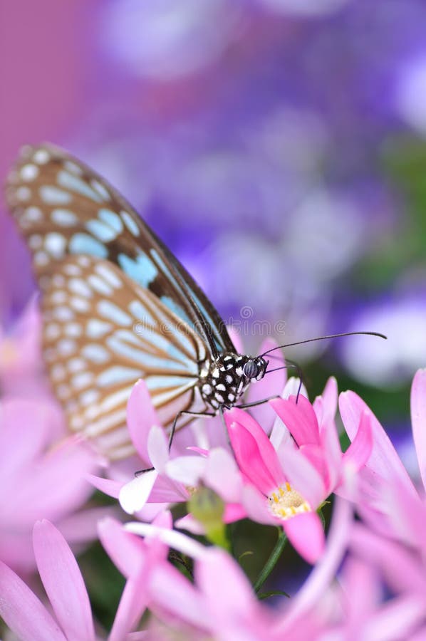 Paraíso de la mariposa imágenes de archivo libres de regalías Paraíso de la mariposa imágenes de archivo libres de regalías