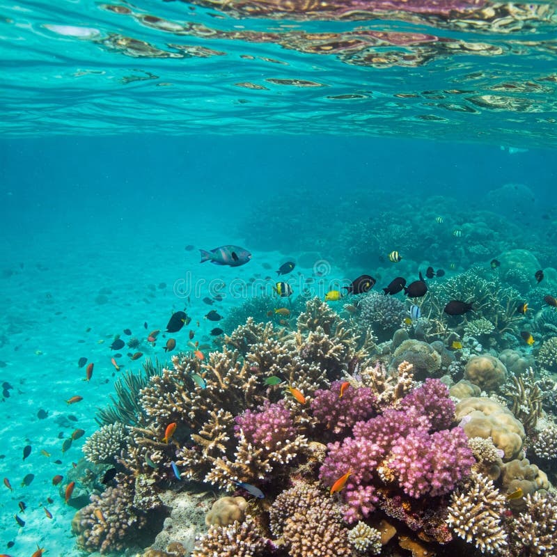 Paraíso Submarino : Um recife de coral vibrante ilustração stock