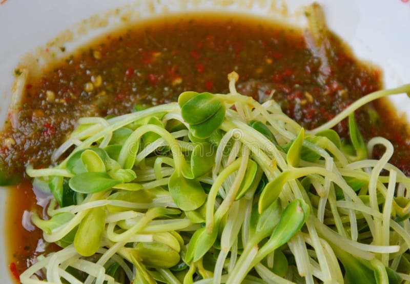 Parboiled Sunflower Sprouts Dressing Thai Spicy Sauce on Dish Stock