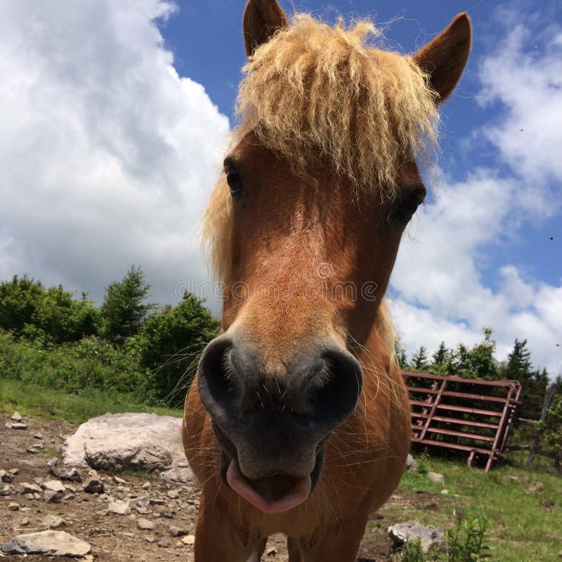 Parc d'état de Pony Of The Grayson Highlands de chevaux sauvages la Virginie photos stock Parc d'état de Pony Of The Grayson Highlands de chevaux sauvages la Virginie photos stock