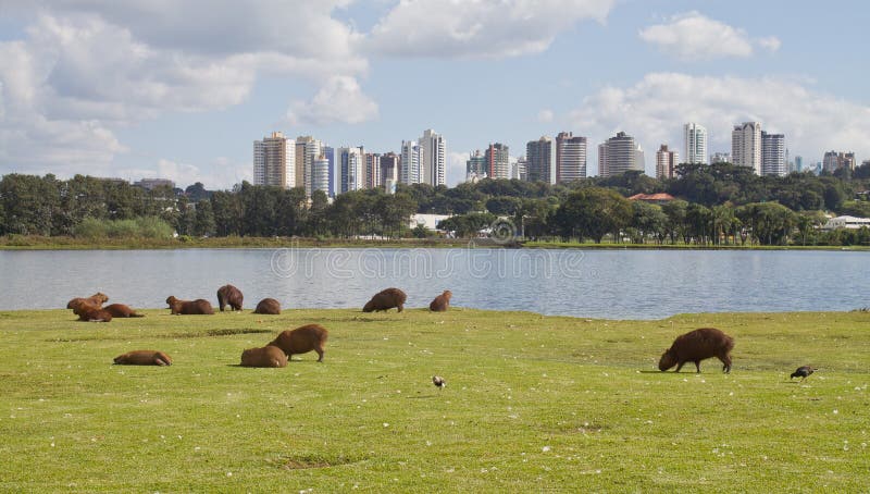 Parc de Barigui photo libre de droits Parc de Barigui photo libre de droits