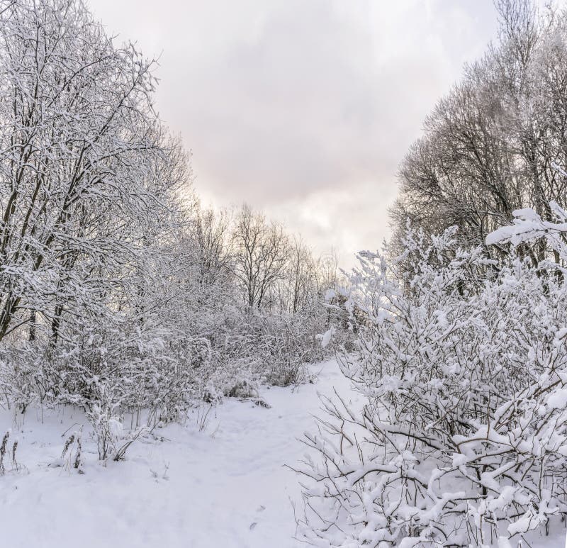 Rybatskoe; St. Petersburg. Russia. December 2; 2019. City park after heavy snowfall at night. Rybatskoe; St. Petersburg. Russia. December 2; 2019. City park after heavy snowfall at night