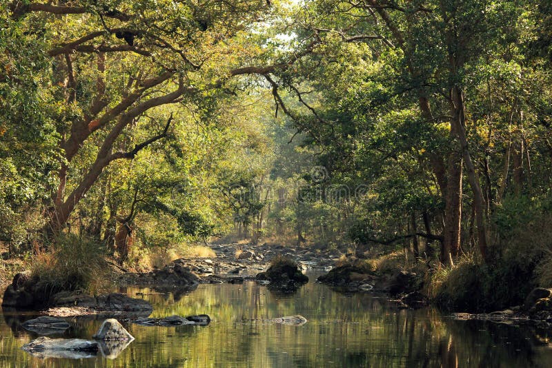 Parc national de Kanha photographie stock libre de droits Parc national de Kanha photographie stock libre de droits