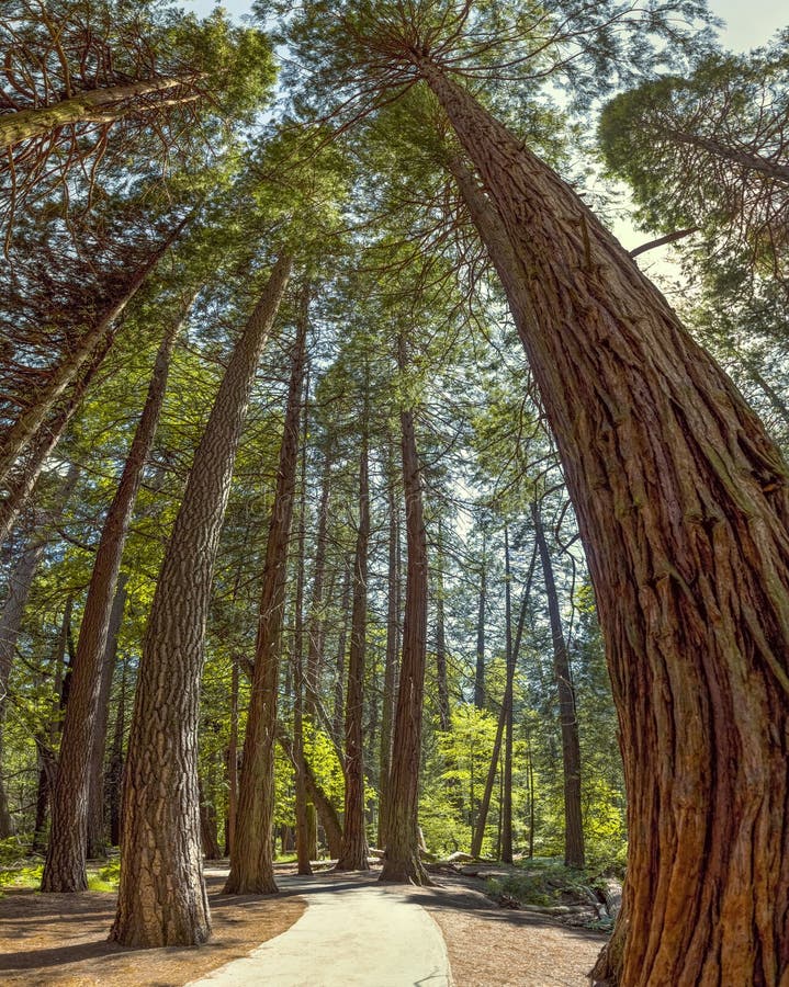 Parc national de Yosemite - séquoias de verger de Mariposa - la Californie image libre de droits Parc national de Yosemite - séquoias de verger de Mariposa - la Californie image libre de droits