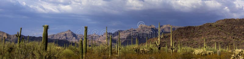 Parc national et x22 ; Organe Cactus& x22 ; images libres de droits Parc national et x22 ; Organe Cactus& x22 ; images libres de droits