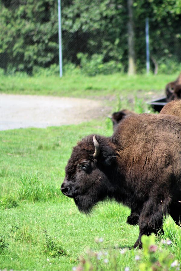Parc Park Safari, Hemmingford, Quebec, Canada Stock Image Image of