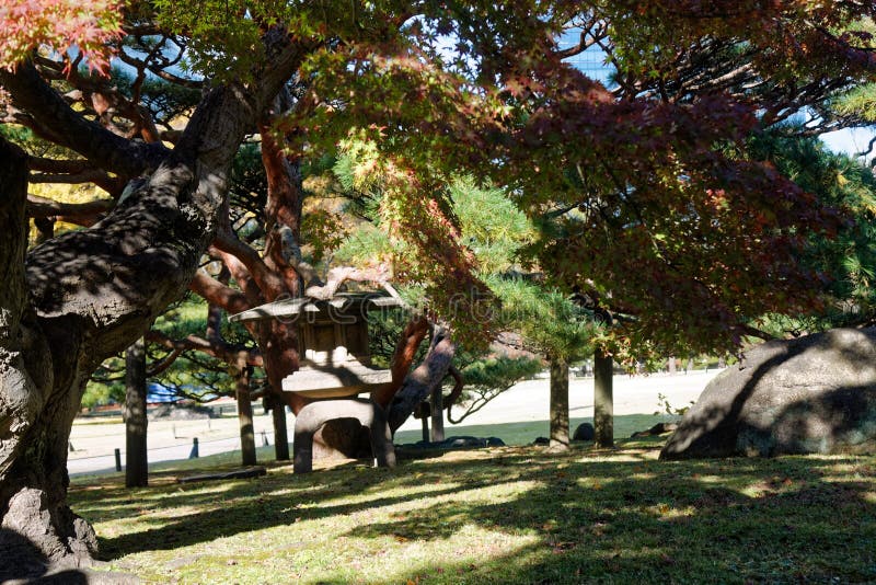 Parc public très propre de Tokyo à l'automne avec la culture colorée du Japon de feuilles images libres de droits