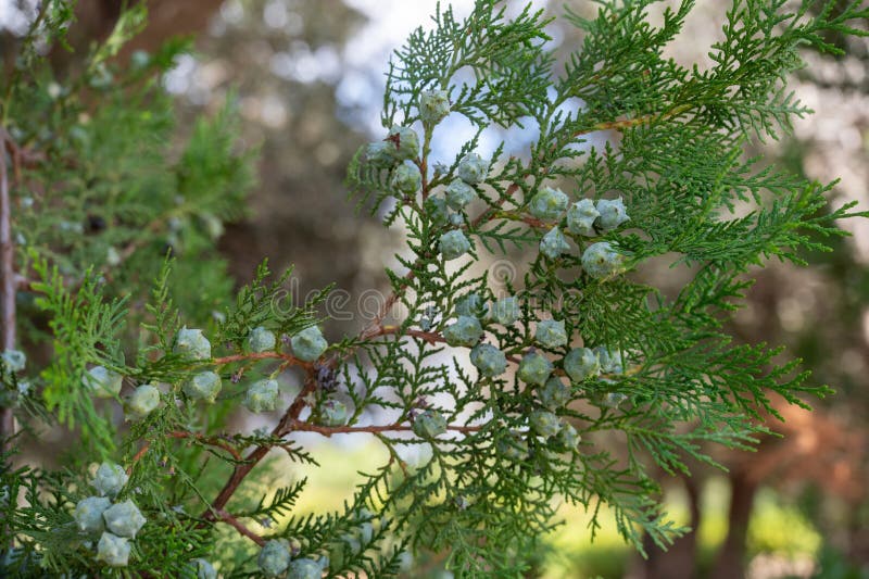 Park Ramat Hanadiv, Memorial Gardens of Baron Edmond de Rothschild, Zichron Yaakov, Israel. High quality photo. Park Ramat Hanadiv, Memorial Gardens of Baron Edmond de Rothschild, Zichron Yaakov, Israel. High quality photo