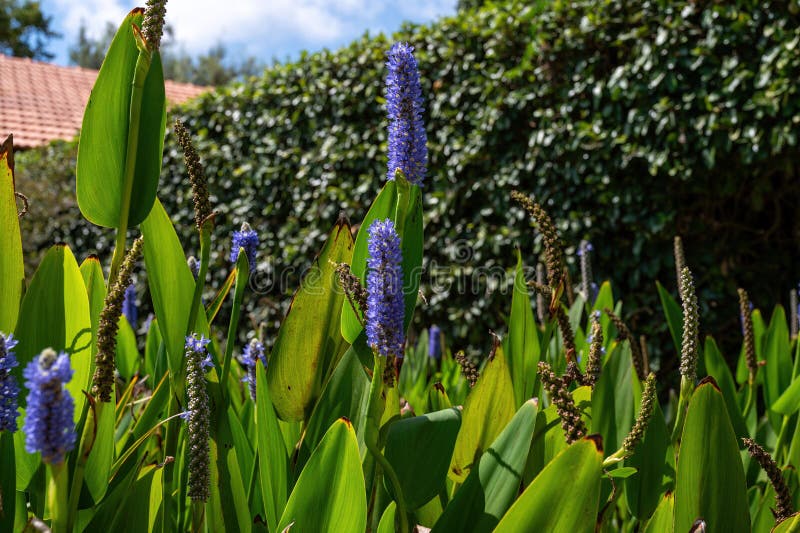 Park Ramat Hanadiv, Memorial Gardens of Baron Edmond de Rothschild, Zichron Yaakov, Israel. High quality photo. Park Ramat Hanadiv, Memorial Gardens of Baron Edmond de Rothschild, Zichron Yaakov, Israel. High quality photo