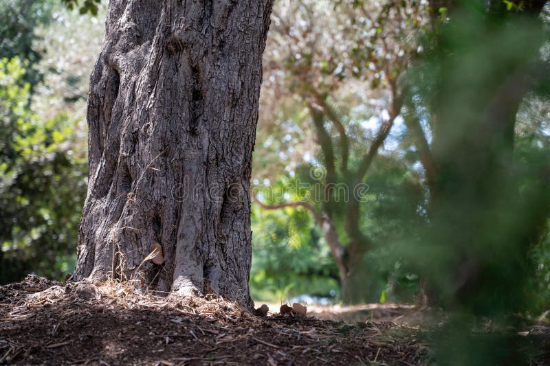 Park Ramat Hanadiv, Memorial Gardens of Baron Edmond de Rothschild, Zichron Yaakov, Israel. High quality photo. Park Ramat Hanadiv, Memorial Gardens of Baron Edmond de Rothschild, Zichron Yaakov, Israel. High quality photo