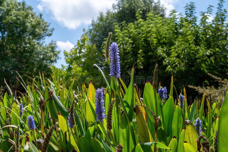 Park Ramat Hanadiv, Memorial Gardens of Baron Edmond de Rothschild, Zichron Yaakov, Israel. High quality photo. Park Ramat Hanadiv, Memorial Gardens of Baron Edmond de Rothschild, Zichron Yaakov, Israel. High quality photo