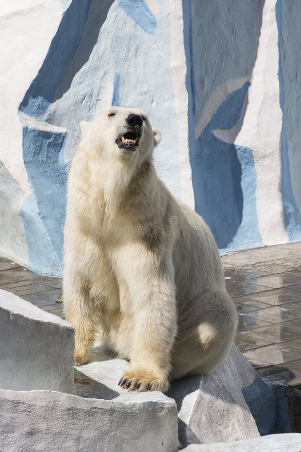Parc zoologique de Novosibirsk Ours blanc au zoo photographie stock libre de droits Parc zoologique de Novosibirsk Ours blanc au zoo photographie stock libre de droits
