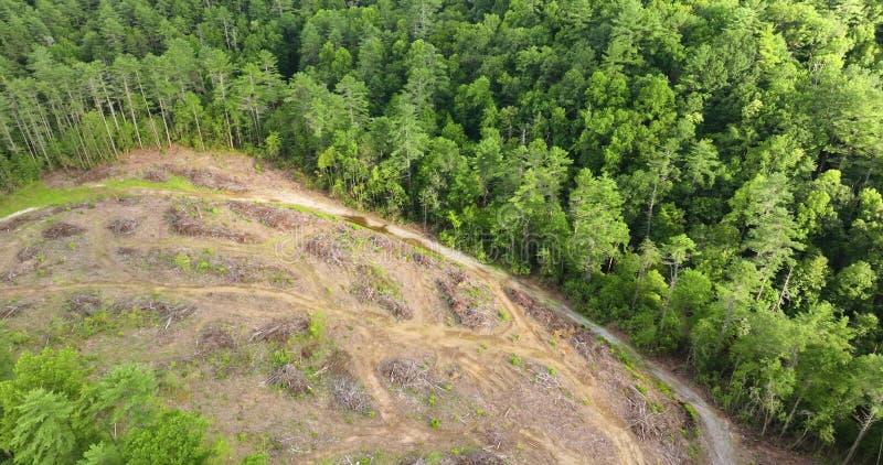 Parcelas de deforestación como resultado de la tala de árboles forestales en bosques appalaches de carolina del Norte. hermoso