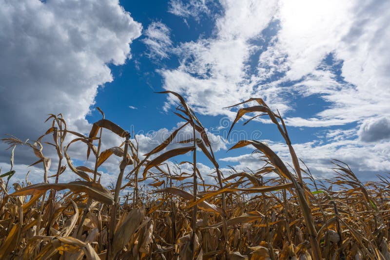 Parched Corn Plants Due To a Heat Wave and Extreme Drought in the