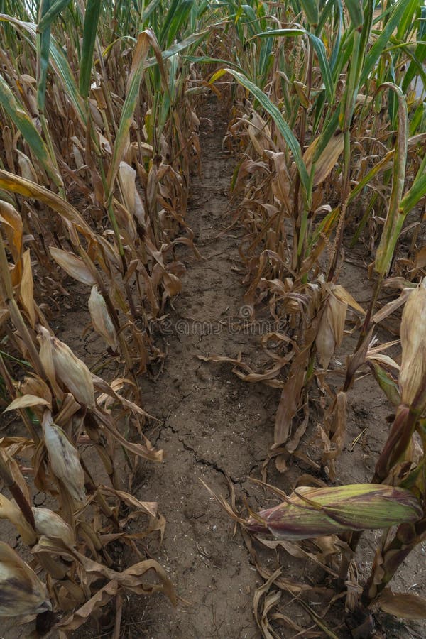 Parched Corn Plants Due To a Heat Wave and Extreme Drought in the
