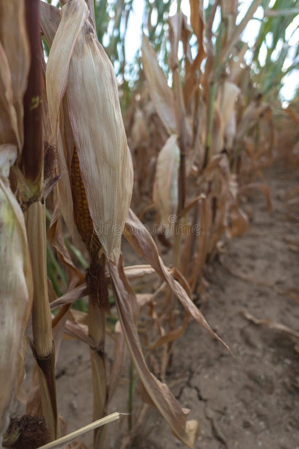 Parched Corn Plants Due To a Heat Wave and Extreme Drought in the