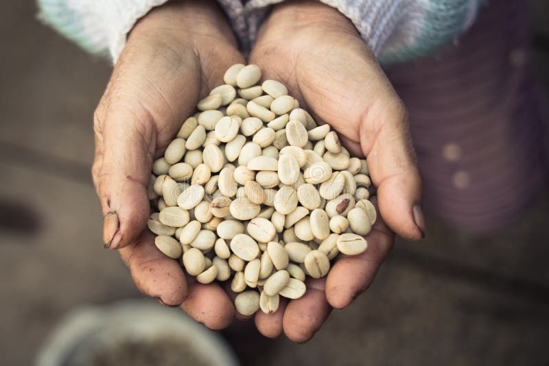 Parchment coffee in hand stock image. Image of arabica 108204561
