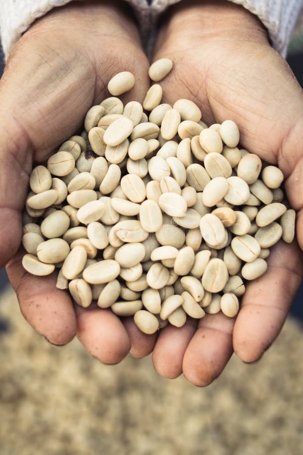 Parchment coffee in hand stock image. Image of arabica 108204561
