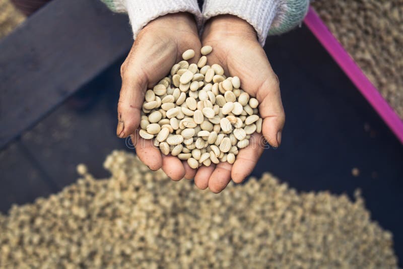 Parchment coffee in hand stock image. Image of arabica 108204643