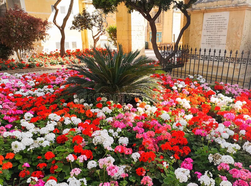 Parco colorato nei giardini di Barrakka con un piccolo palma a Valletta fotografia stock