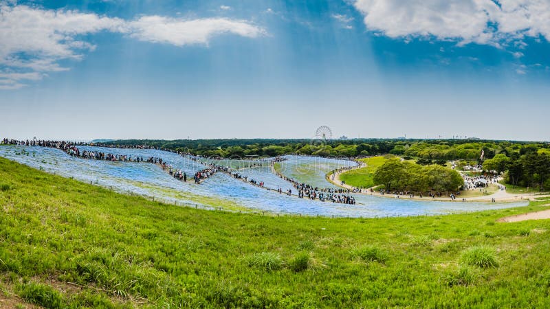 Parco Di Spiaggia Di Hitachi Immagine Stock - Immagine di luminoso