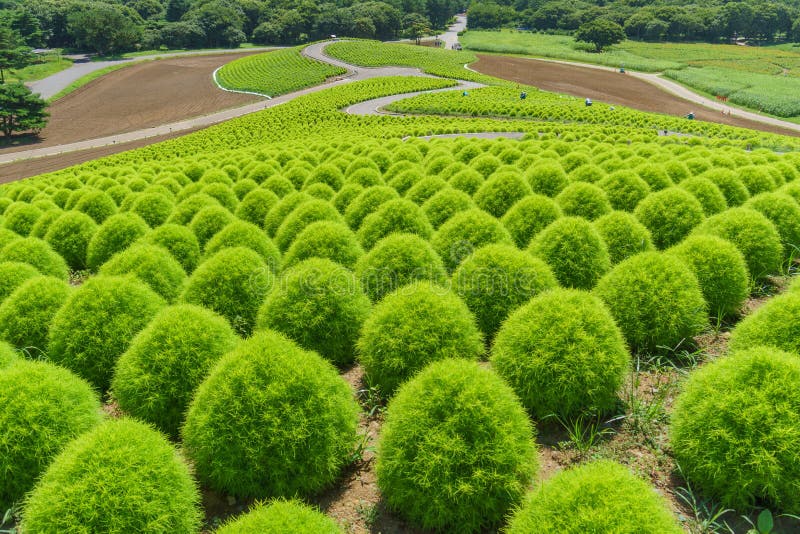 Parco di spiaggia di Hitachi e Kochia, Giappone. Paesaggio del parco e del Kochia di spiaggia di Hitachi