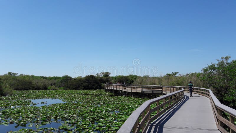 Parco nazionale dei terreni paludosi immagine stock Parco nazionale dei terreni paludosi immagine stock