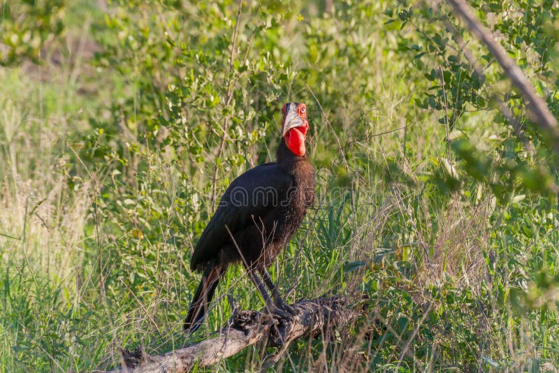 Parco nazionale di Kruger, Mpumalanga, Sudafrica immagini stock Parco nazionale di Kruger, Mpumalanga, Sudafrica immagini stock