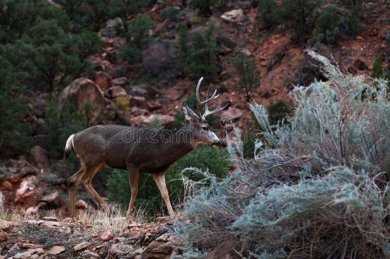 A large male mule deer with tall antlers walks on a small hillside next to a road at Zion National Park, Utah. A large male mule deer with tall antlers walks on a small hillside next to a road at Zion National Park, Utah.