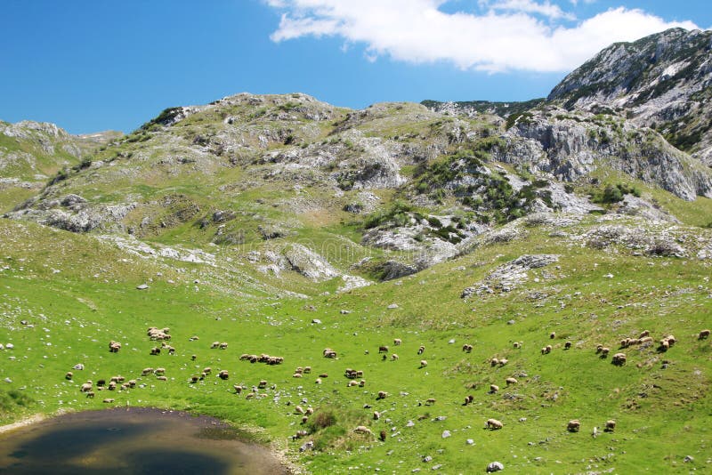 Parco nazionale Durmitor, Montenegro. Il Durmitor è un massiccio situato nel Montenegro nord-occidentale Fa parte delle Alpi Dinariche Il suo picco più alto, Bobotov Kuk, raggiunge un'altezza di 2. 523 metri