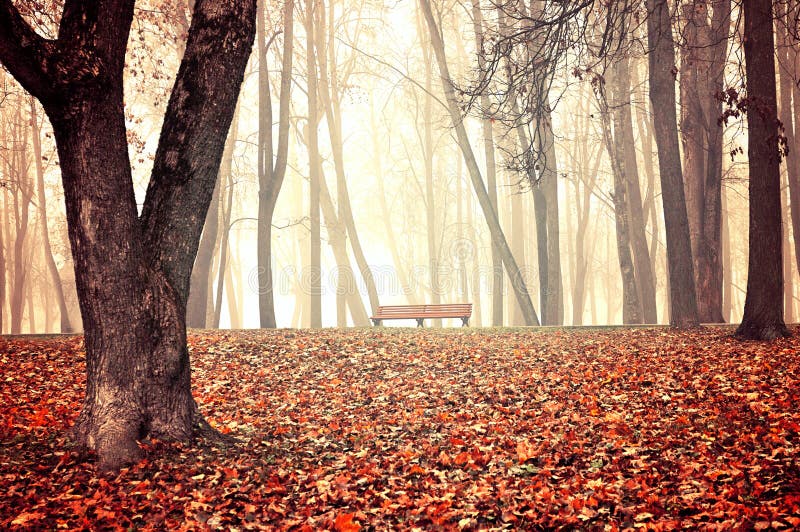 Parco nebbioso di autunno - bello paesaggio di autunno immagine stock Parco nebbioso di autunno - bello paesaggio di autunno immagine stock